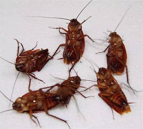 ��γ������е���룿